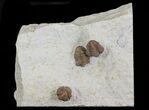 Kainops Trilobite Trio - Black Cat Mountain, Oklahoma #68621-1